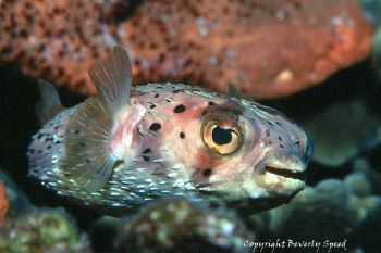 Smiling Burrfish.  Taken in Curacao w/N90s, 105mm lens & ... by Beverly Speed 